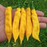 Острый перец Bolivian Yellow