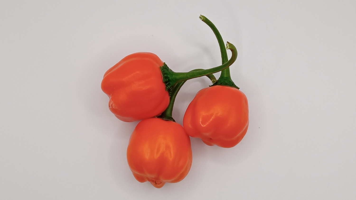 Острый перец Aji Calabaza — Семена острых перцев — Семена — Каталог и ...