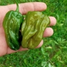 Острый перец Bhutlah Mustard