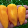 Острый перец Mari Yellow pepper