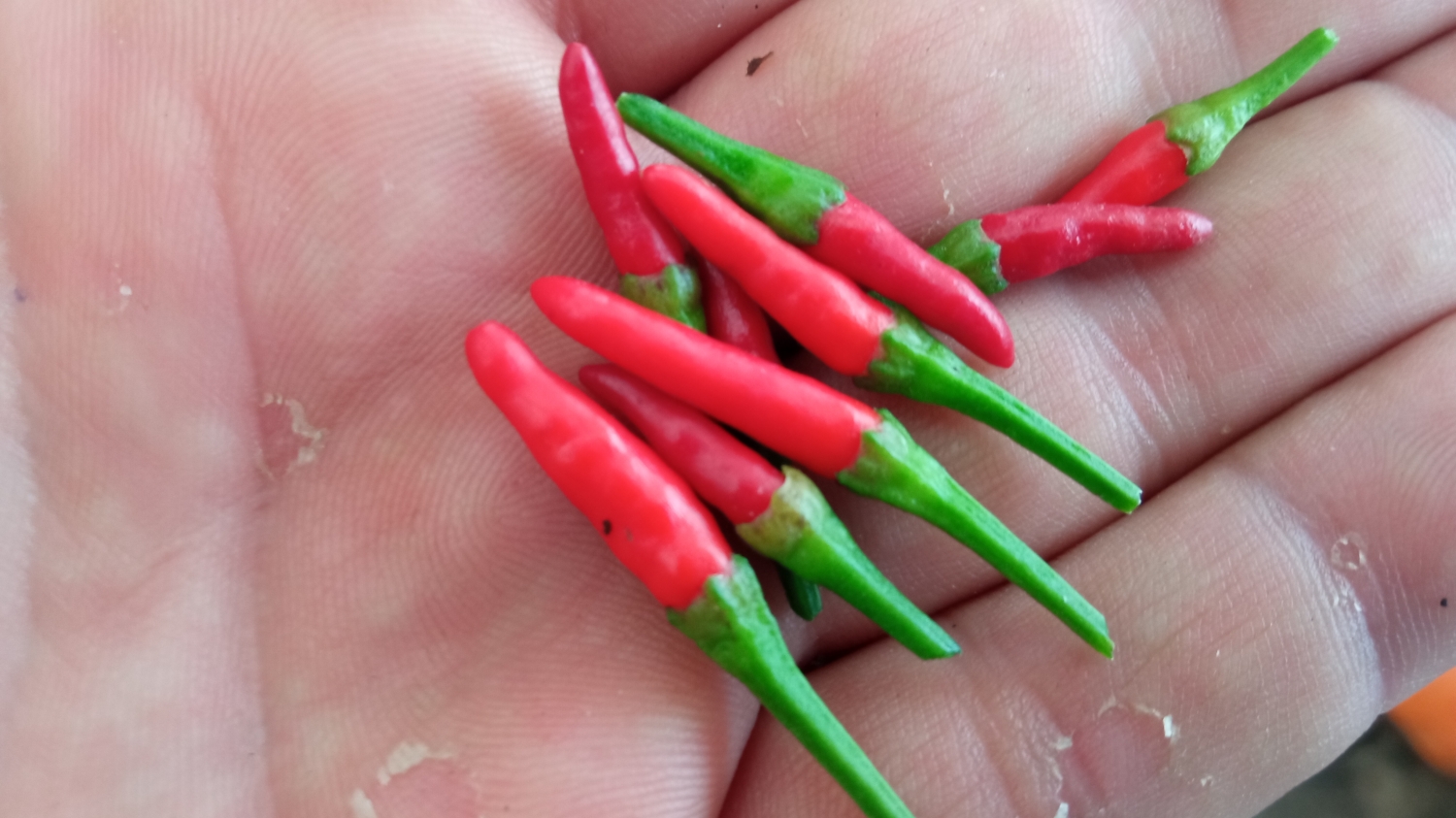 Острый перец Chinese Ornamental pepper
