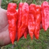Острый перец Super Bhut Jolokia JW