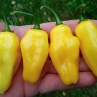 Острый перец Habanero Carolina Yellow