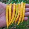 Острый перец Long slim cayenne yellow