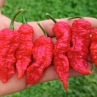 Острый перец Bih Jolokia x Sugar Rush Peach Red