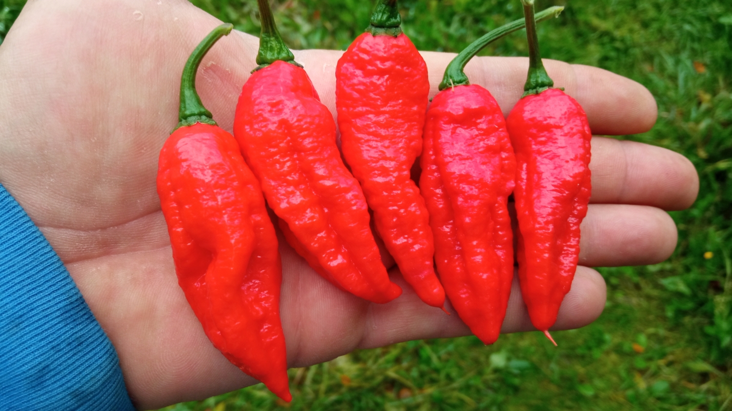 Острый перец Trinidad Scorpion Red CARDI