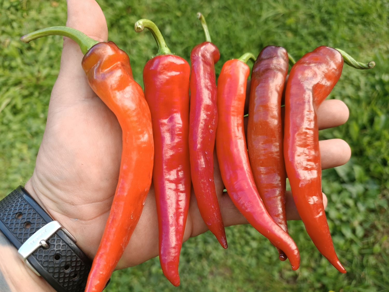 Острый перец Kil Biber x Purple Serrano F2 — Семена острых перцев ...