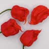 Острый перец Reaper Iks#3.01