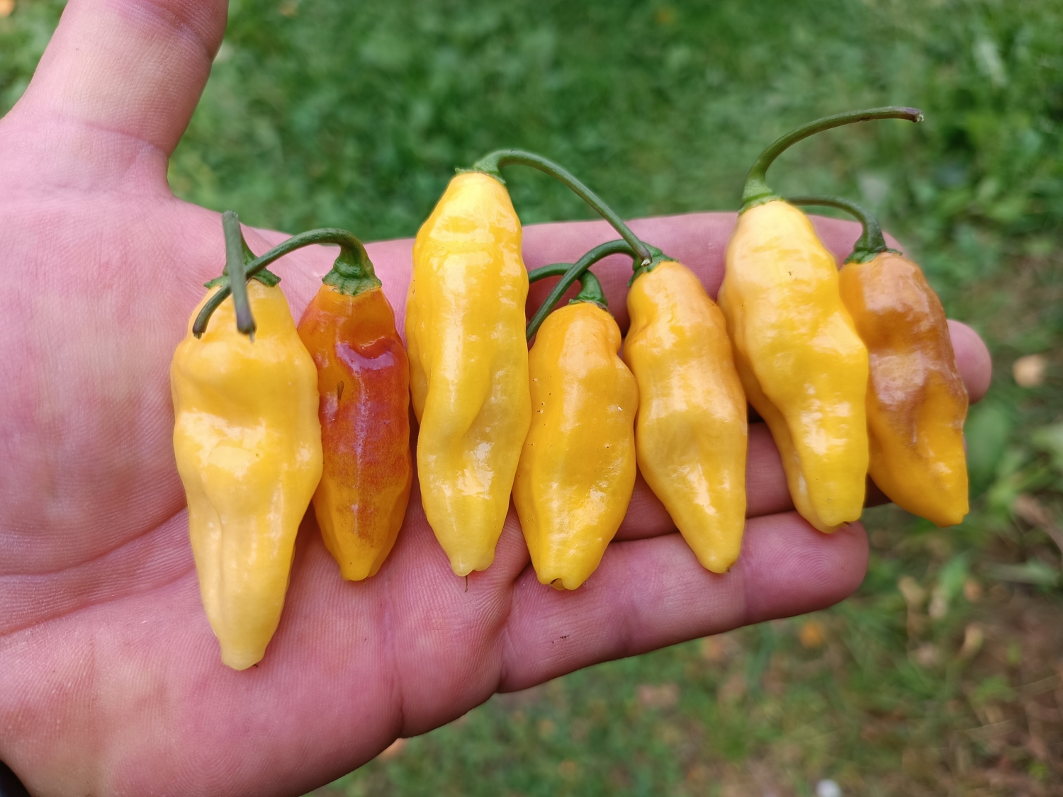Острый перец Puerto Rican Yellow — Семена острых перцев — Семена ...