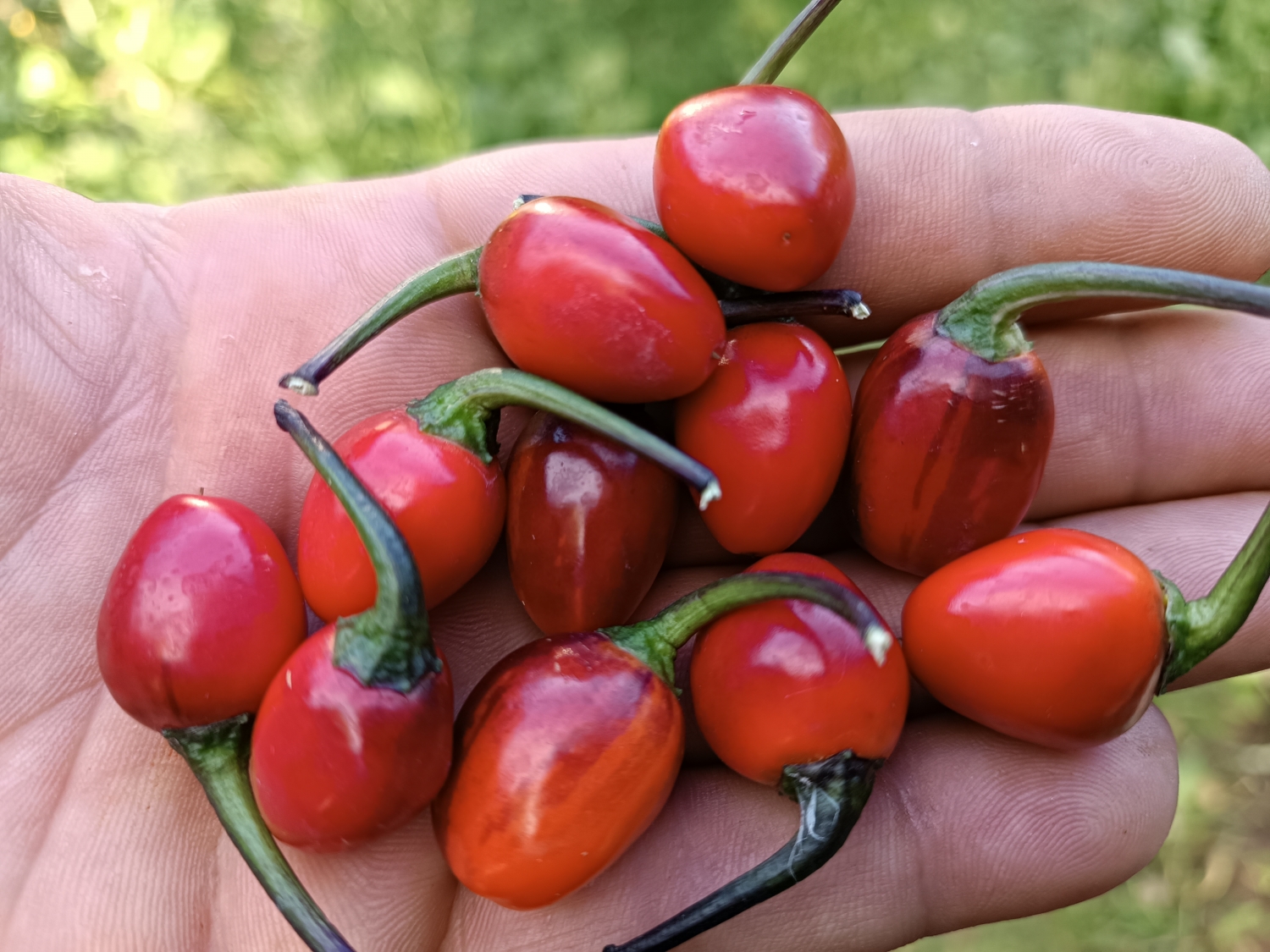 Острый перец Peruvian Variegata — Семена острых перцев — Семена ...
