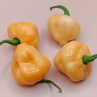 Острый перец Roxa Tralala Peach F5