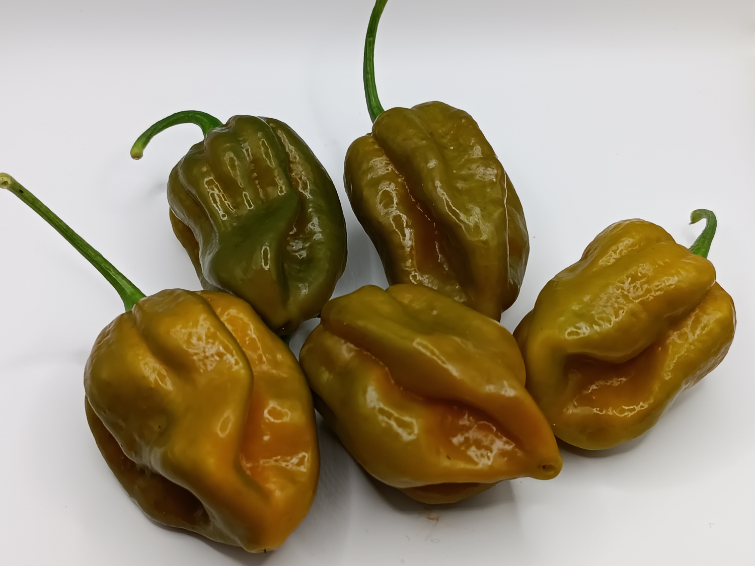 Острый перец Mustard Monster (habanero feno) — Семена острых перцев ...