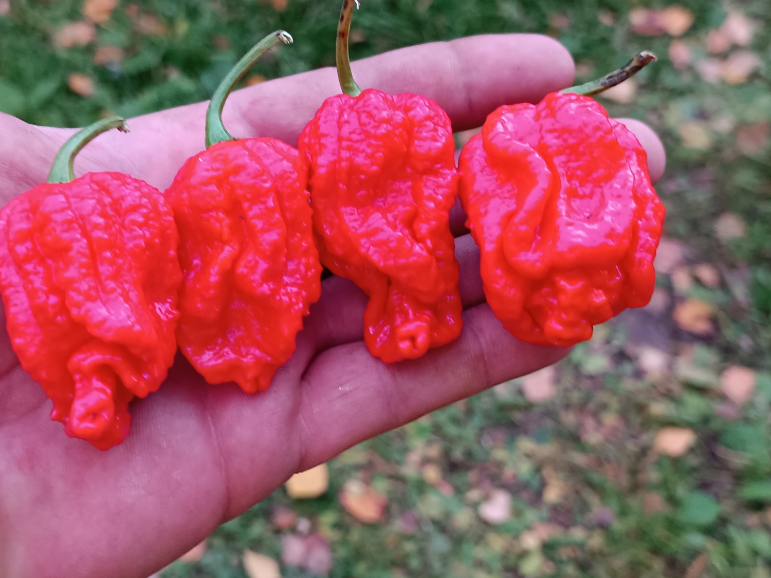 Острый перец Chilisad Red — Семена острых перцев — Семена — Каталог и ...