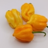 Острый перец Roatan Pampkin Habanero