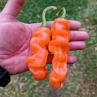 Острый перец Peter Pepper Orange