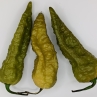 Острый перец Bhut Jolokia Green CTAP