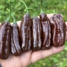 Острый перец Chocolate Habanero Long