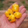 Хабанеро Желтый (Острый перец Habanero Yellow)