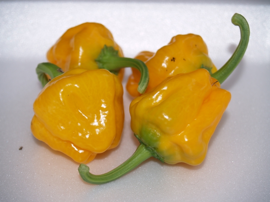 Ямайский острый желтый перец (Jamaican Yellow Hot pepper)