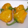 Ямайский острый желтый перец (Jamaican Yellow Hot pepper)