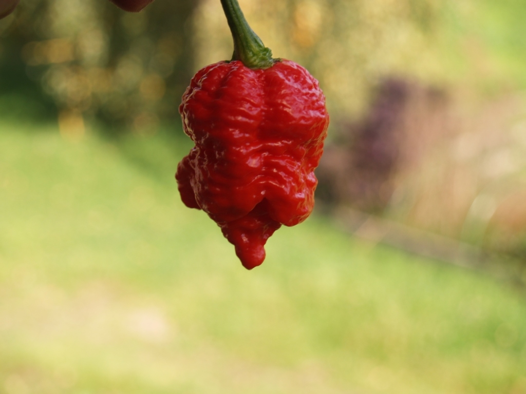 Trinidad Moruga Scorpion Red (Тринидад Моруга Скорпион Ред)