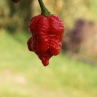 Trinidad Moruga Scorpion Red (острый перец Тринидад Моруга Скорпион Ред)