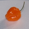 Trinidad Scorpion Orange (острый перец Тринидад Скорпион Оранж)