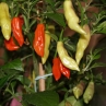 Clavo Red pepper (Острый перец Клаво ред)