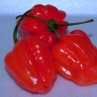 Хабанеро Карибиан Ред (острый перец Habanero Caribbean Red)