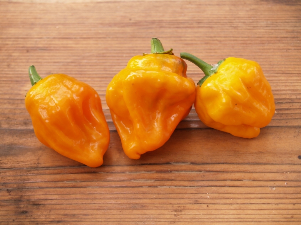 Ямайский оранжевый острый перец (Jamaicfn Orange Hot Pepper)