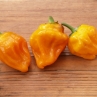Ямайский оранжевый острый перец (Jamaicfn Orange Hot Pepper)
