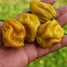 Хабанеро мустард острый перец (Habanero Mustard)