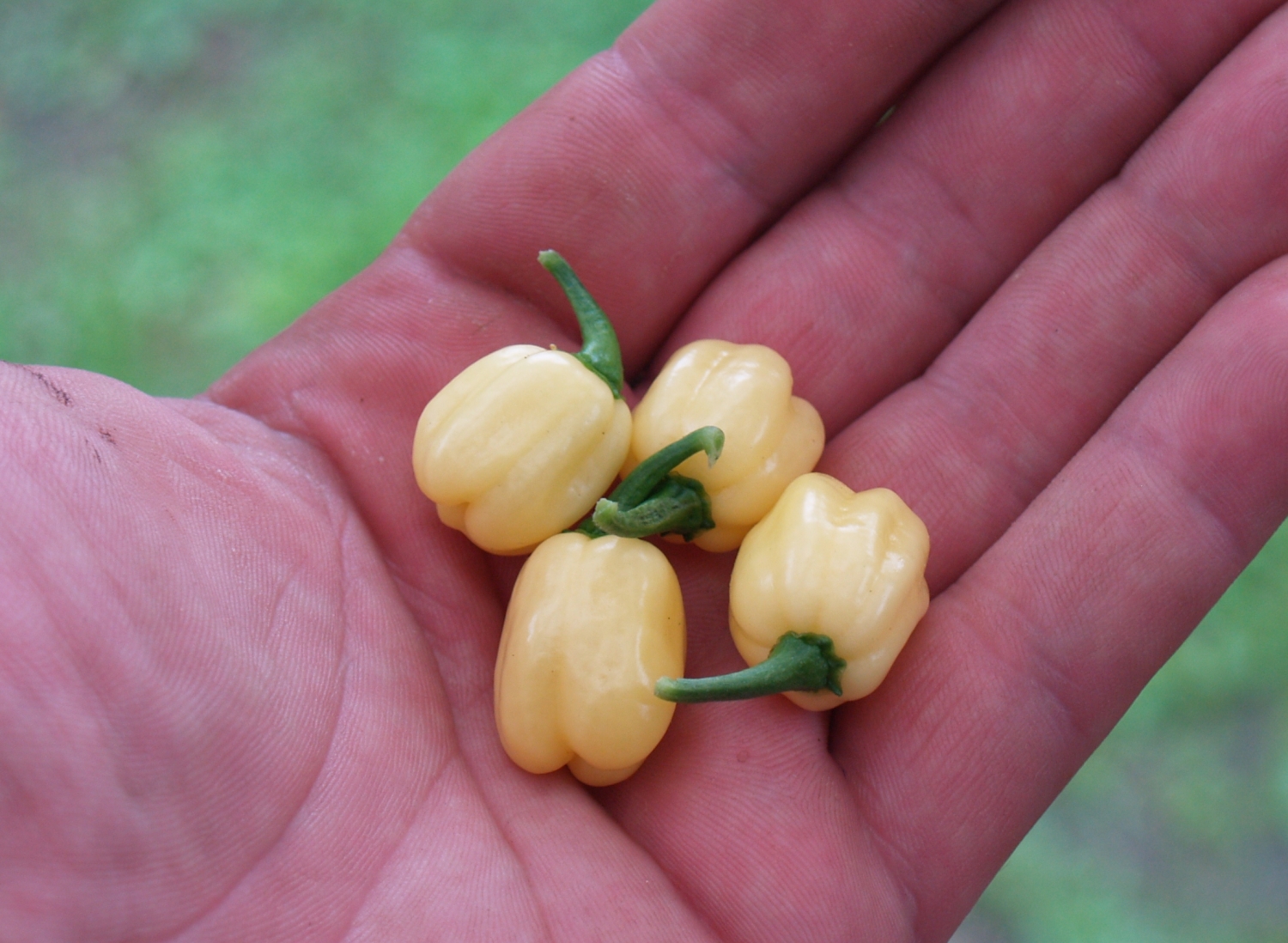 Острый перец Habanero Ivory