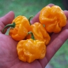 Острый перец NuMex Suave Orange