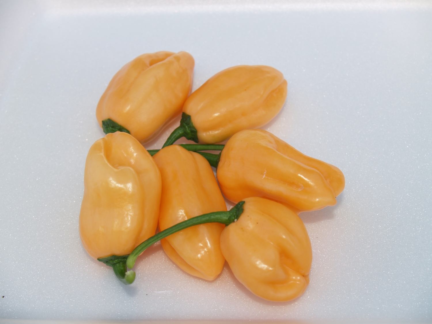 Острый перец Habanero Pink