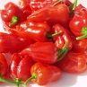 Острый перец Bhut Jolokia Strain II