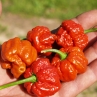 Острый перец Trinidad Scorpion Moruga Caramele