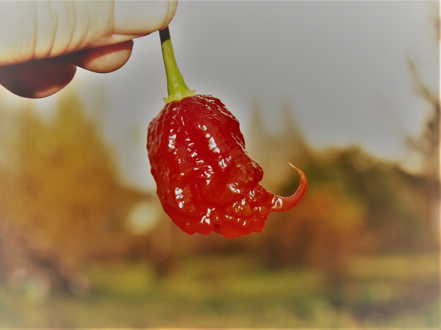 Острый перец Carolina Reaper