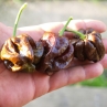 Острый перец 7 Pot Congo Trinidad