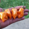 Острый перец Craig´s Double Hot Orange Habanero