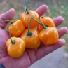 Острый перец Rocoto CAP867 orange