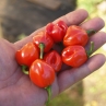 Острый перец Bolivian Red