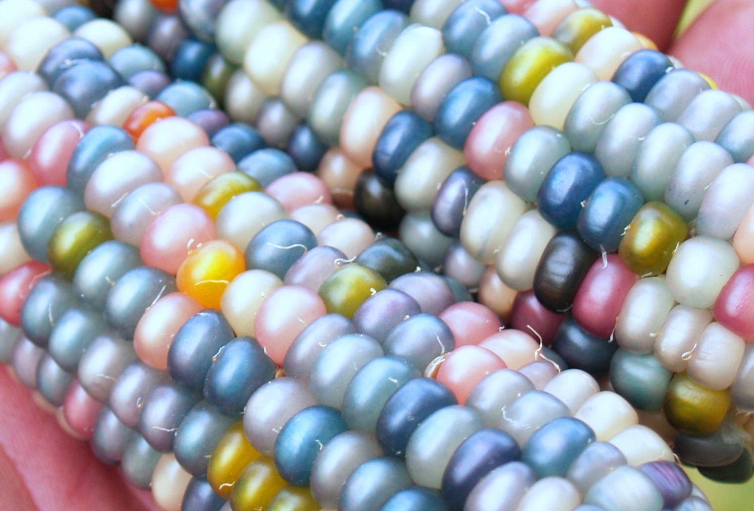 Кукуруза Glass Gem