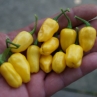 Острый перец Habanero Yellow bullet