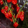 Острый перец Antillais 14.5
