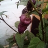 Острый перец Bhut Jolokia purple