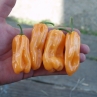 Острый перец Habanero Peach Long
