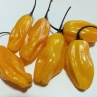 Острый перец Guajira Grande Yellow
