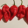 Острый перец Brazilian Red Ghost pepper