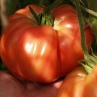 Брендивайн Красный томат (Brandywyne Red)